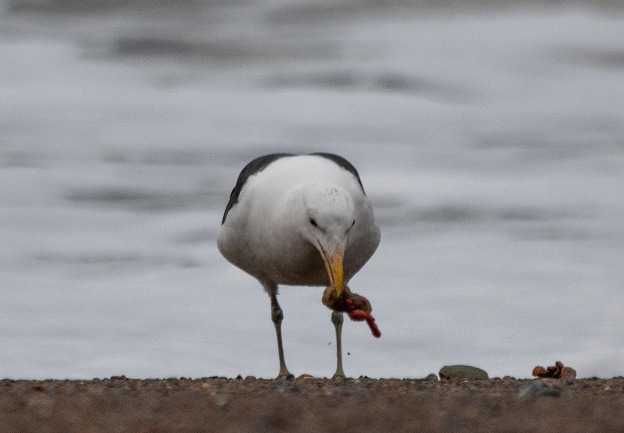 Foto Gaviota Cocinera