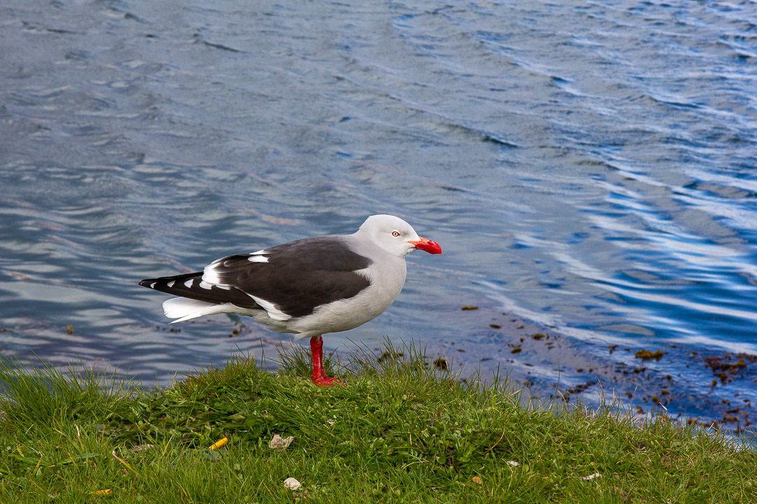 Foto Gaviota Gris