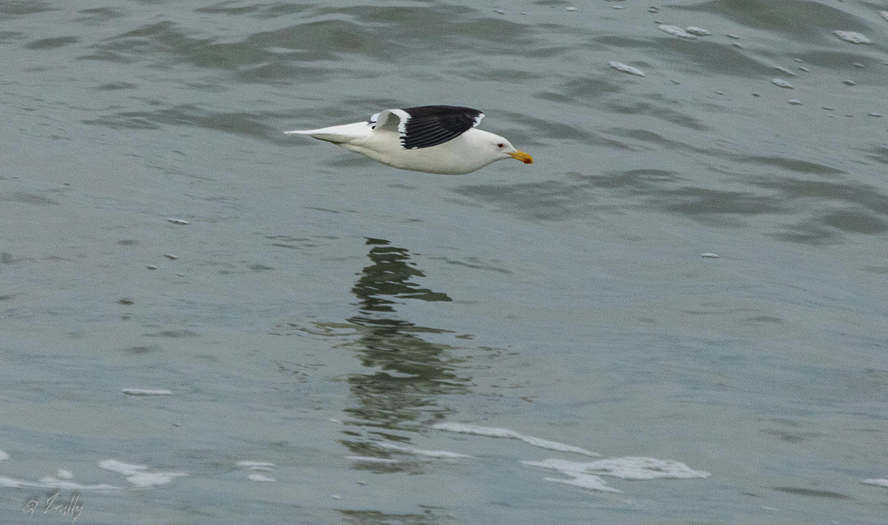 Foto Gaviota Cocinera