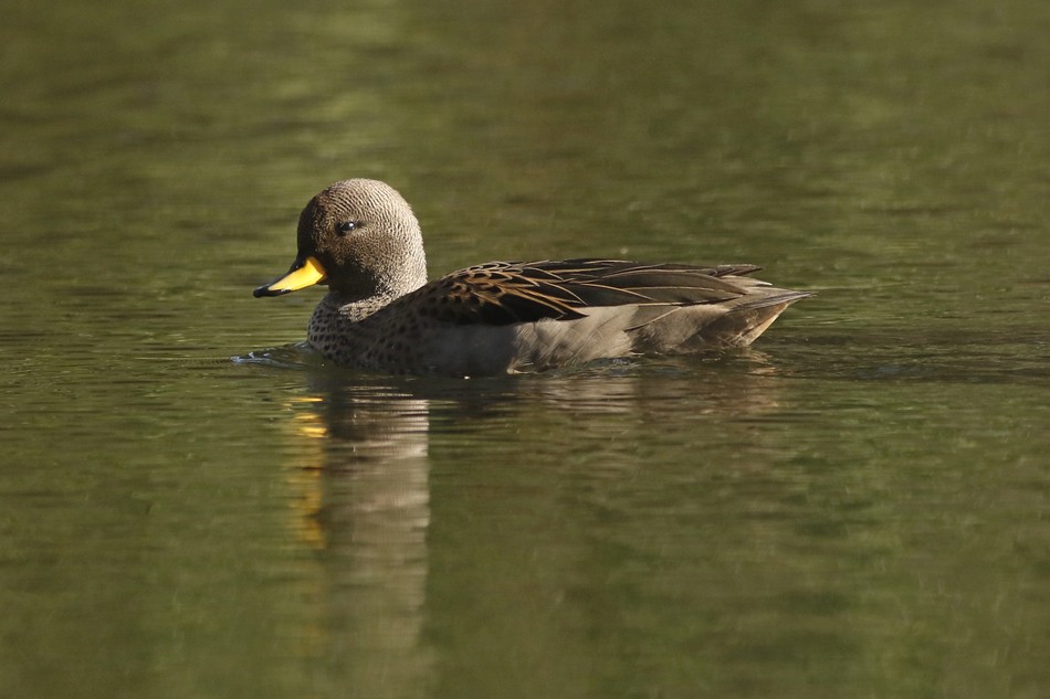 Photo Pato Barcino
