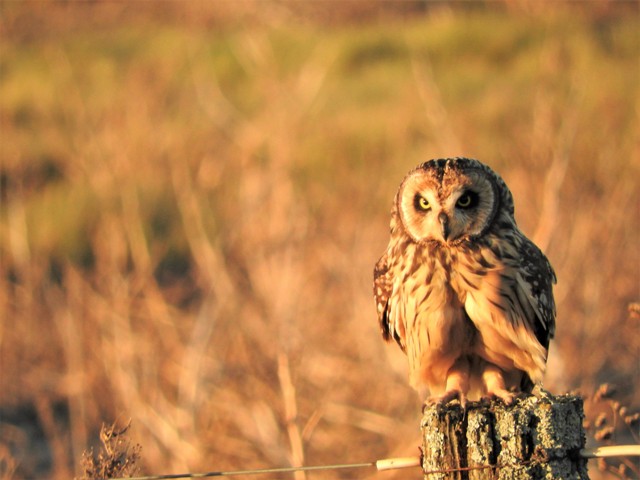 Foto Lechuzón Campestre