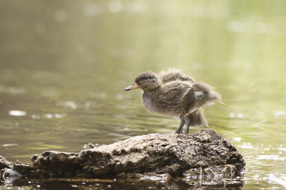 Photo Pato Barcino