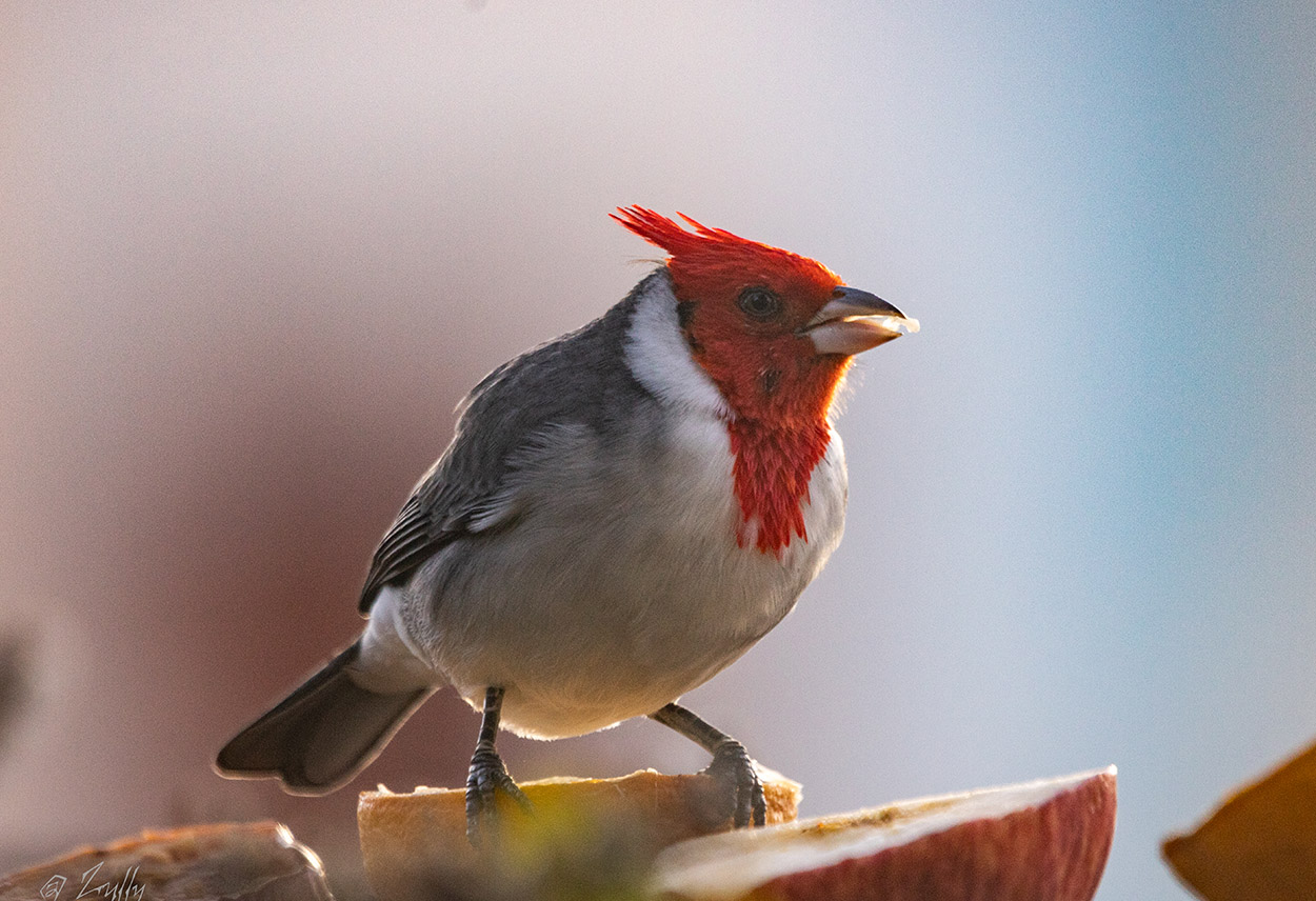 Foto Cardenal Común