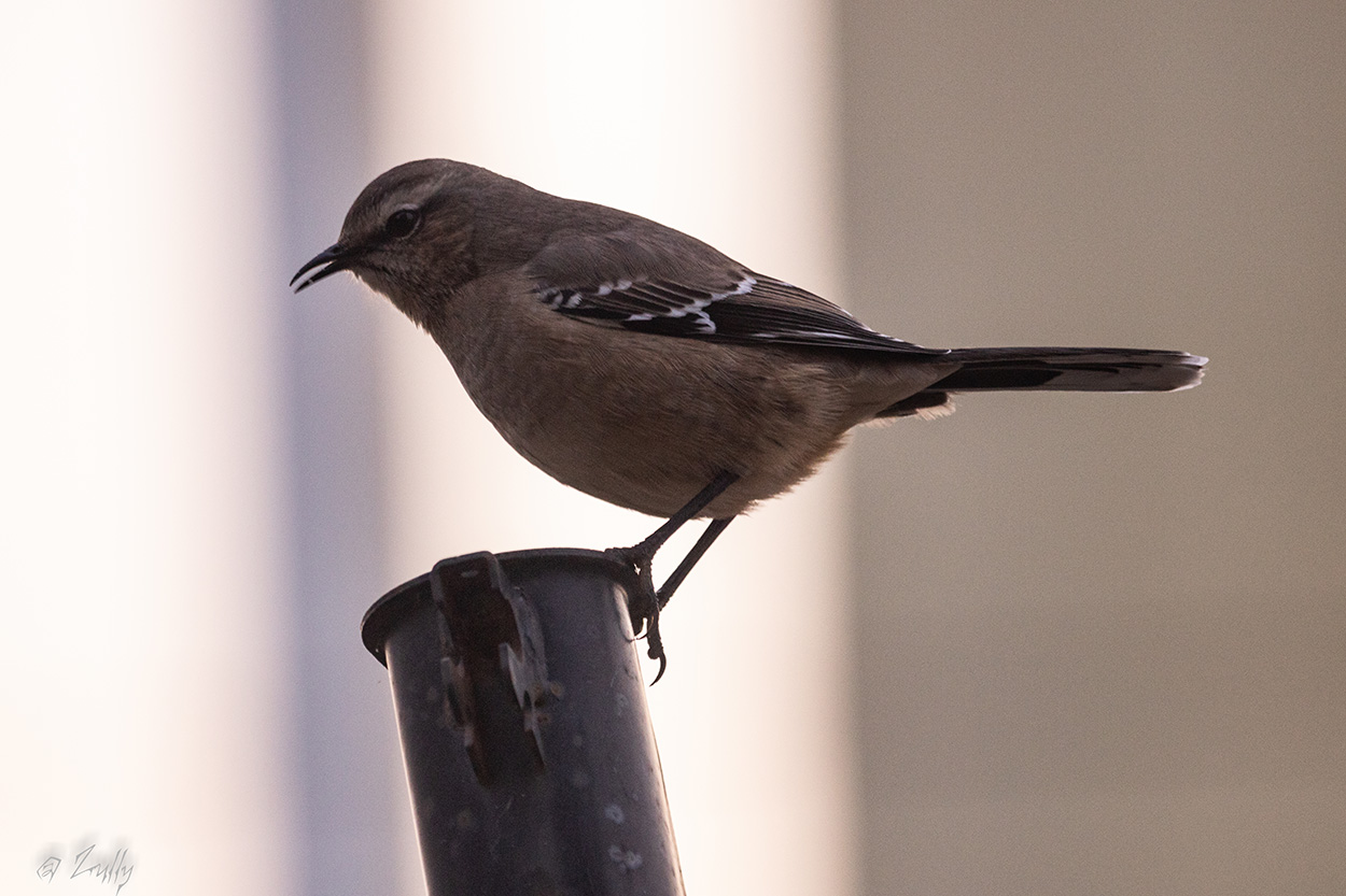 Foto Calandria Mora