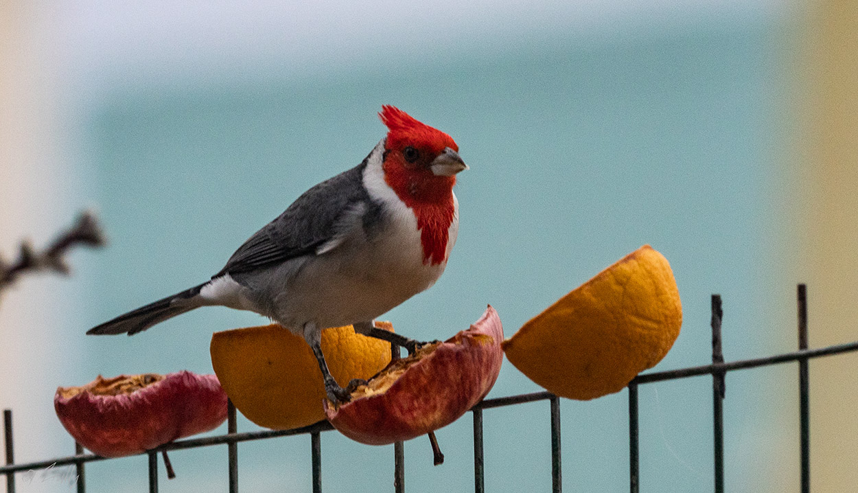 Foto Cardenal Común