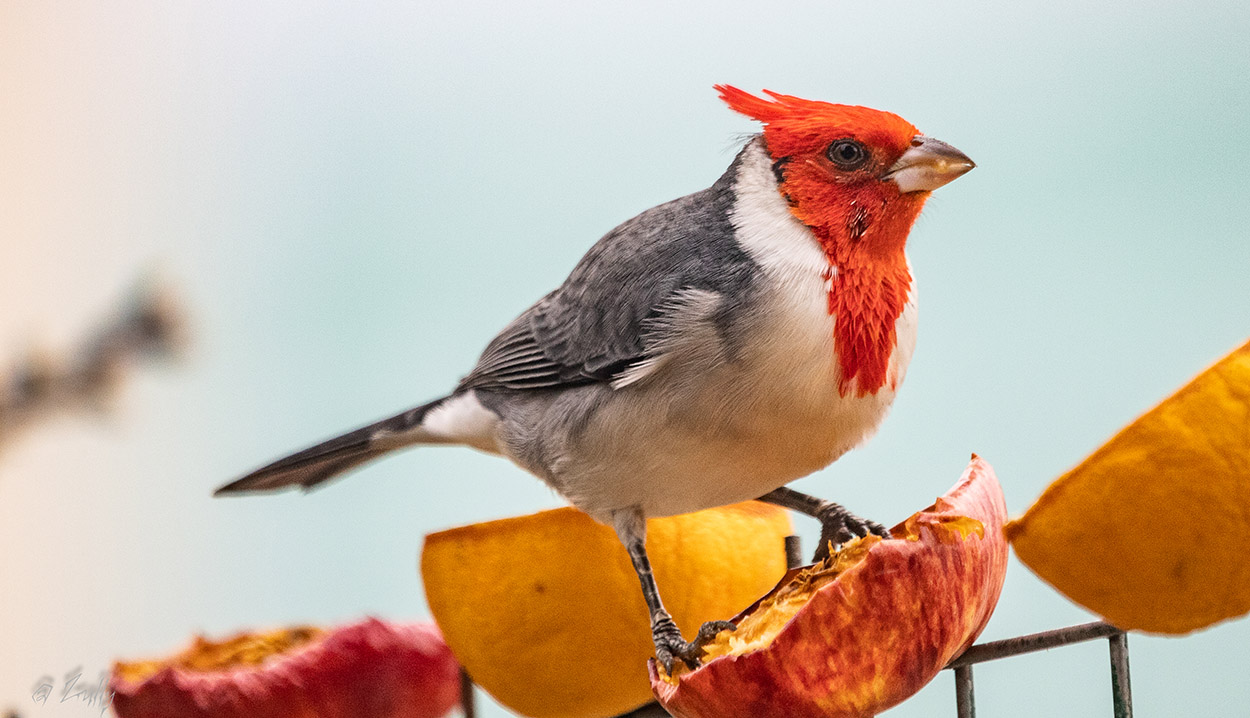 Foto Cardenal Común