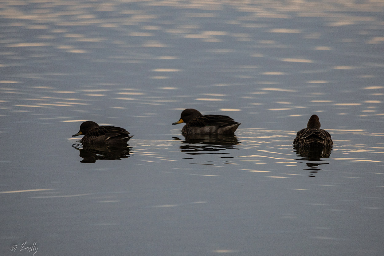 Photo Pato Barcino