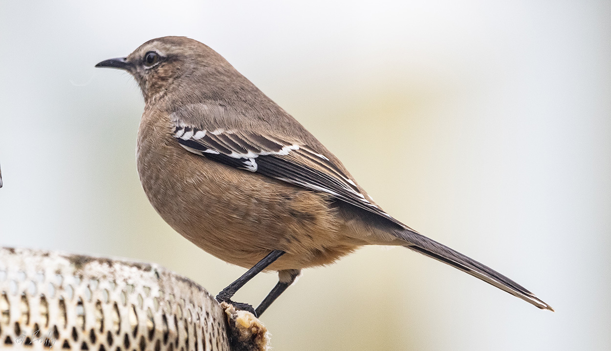 Foto Calandria Mora