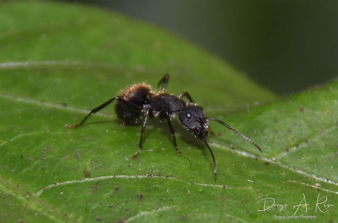 Foto Hormiga Carpintera