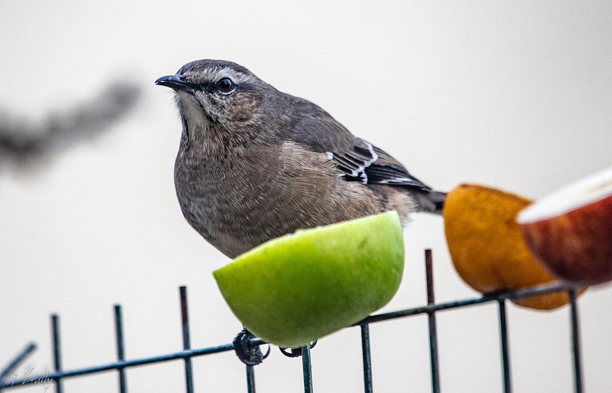 Foto Calandria Mora