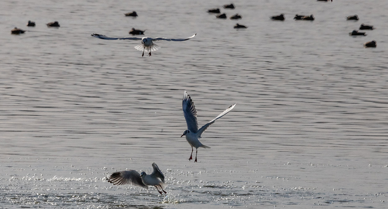 Foto Gaviota Capucho Café