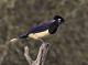 Cyanocorax chrysops