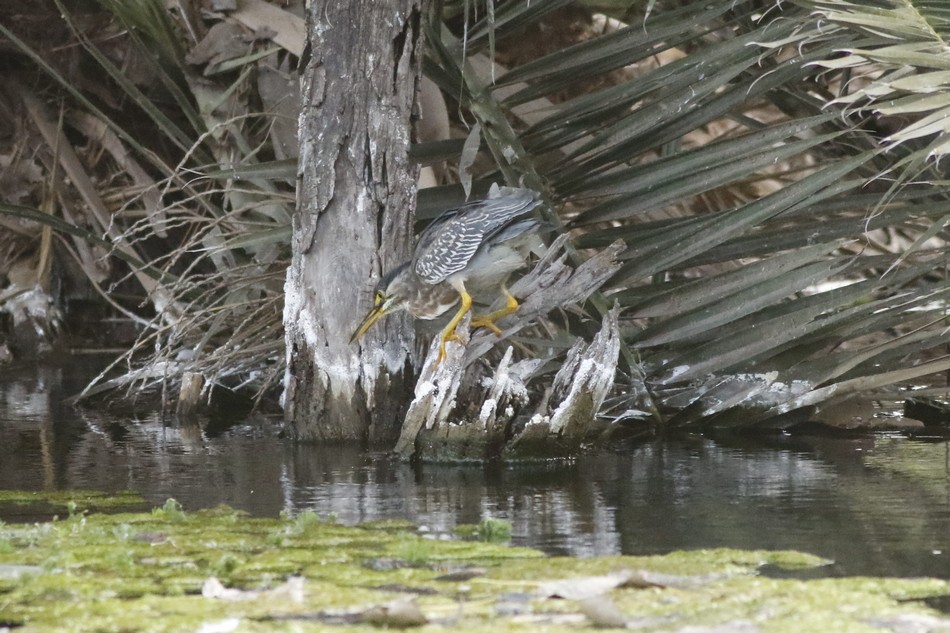 Foto Garcita Azulada