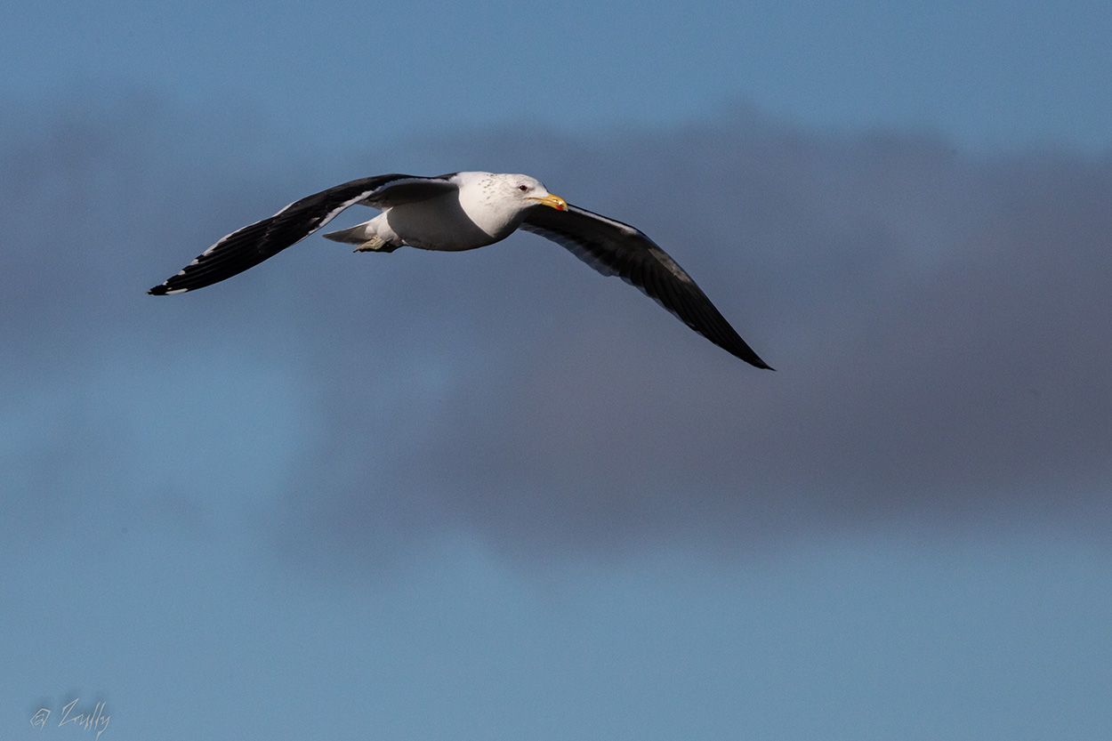 Foto Gaviota Cocinera