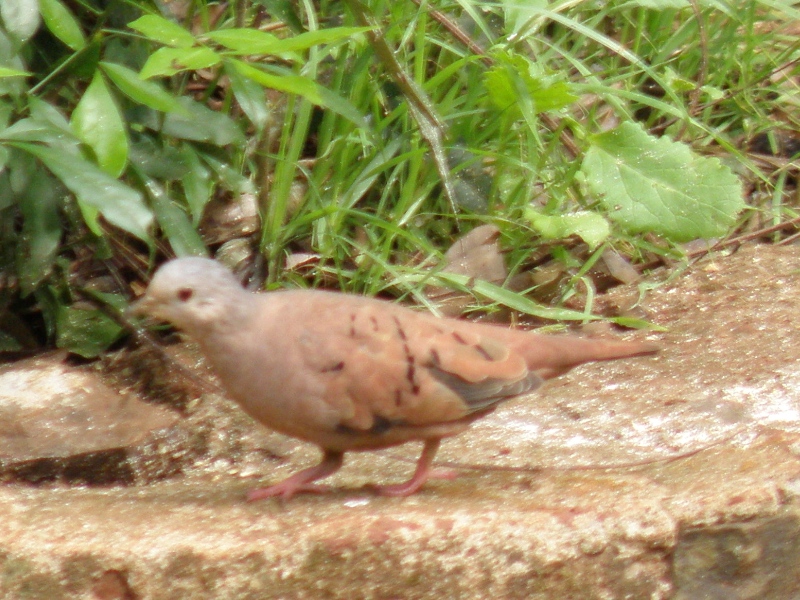 Photo Torcacita Colorada