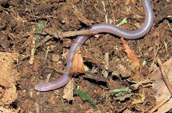 Uncertain Worm Lizard (Amphisbaena dubia)