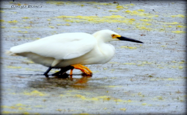 Foto Garcita Blanca