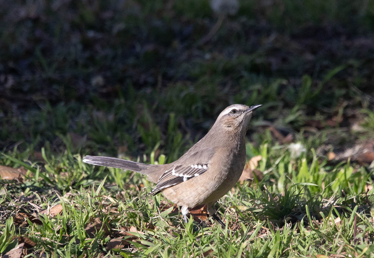 Foto Calandria Mora