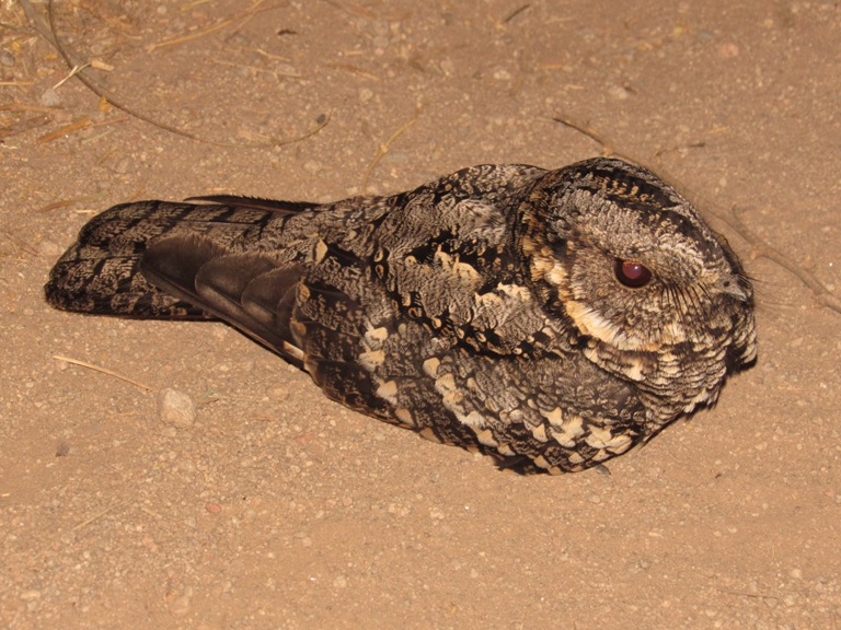 Foto Atajacaminos Ñañarca