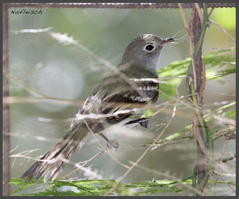 Photo Fiofío Pico Corto