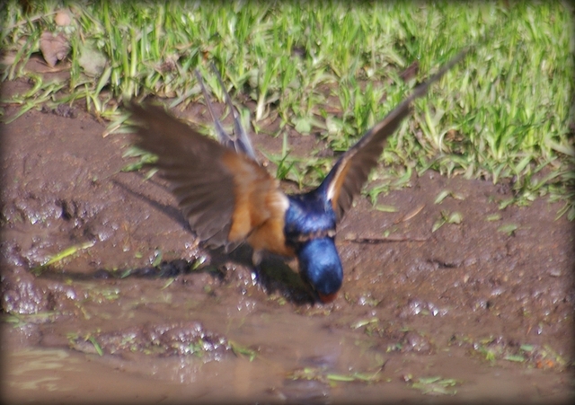 Foto Golondrina Tijerita