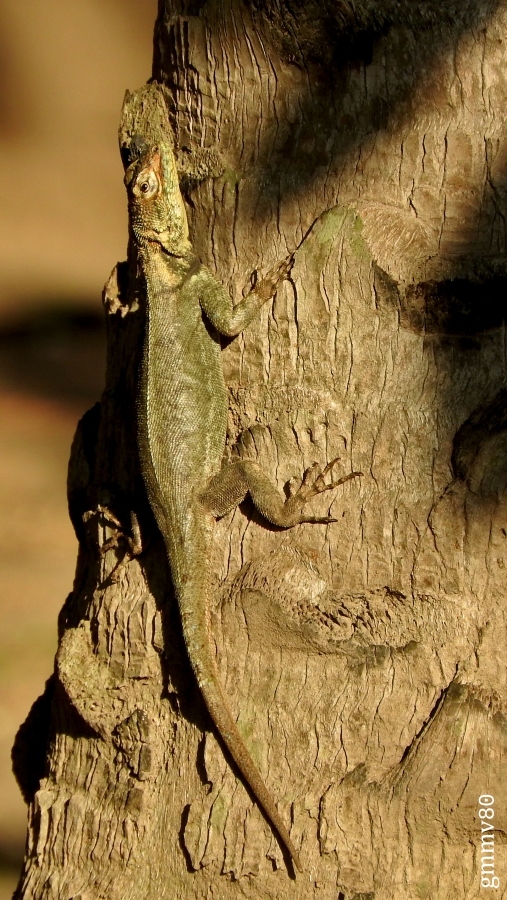 Foto Lagarto de los Quebrachales