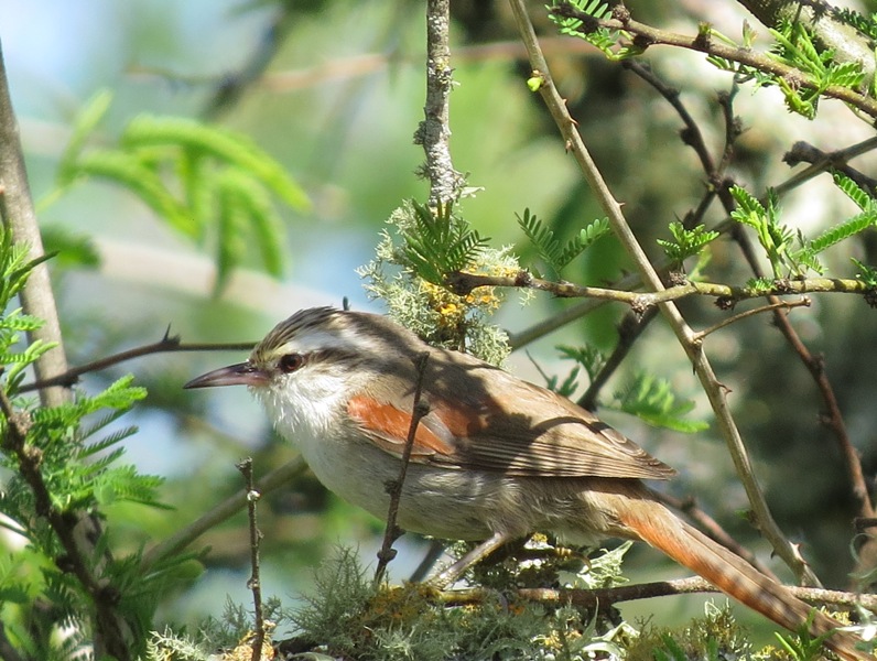 Foto Curutié Blanco