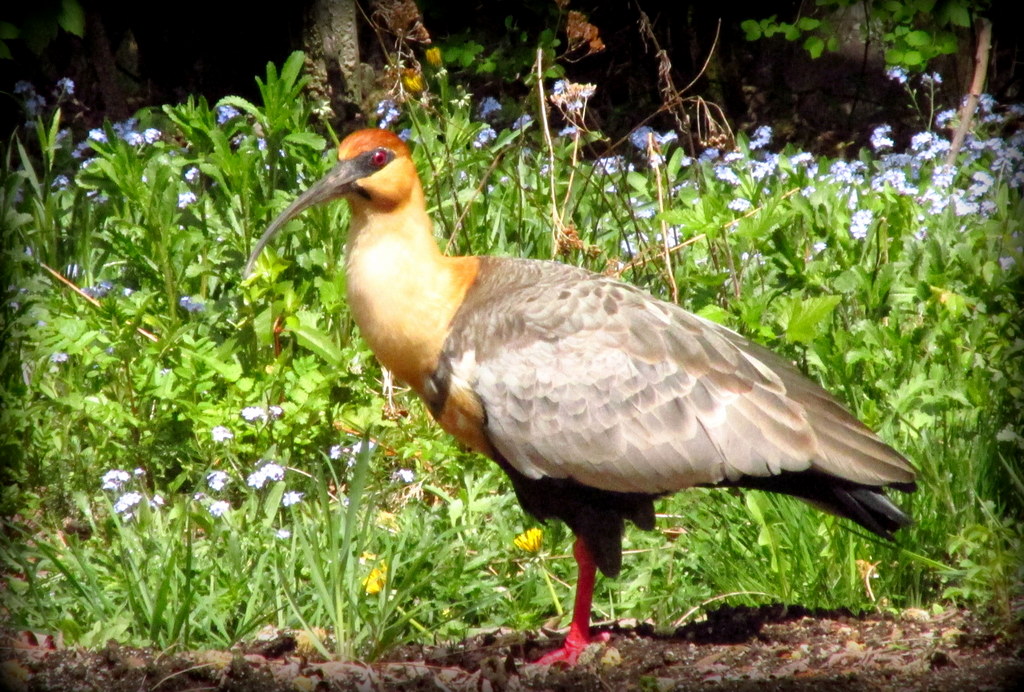 Foto Bandurria Austral