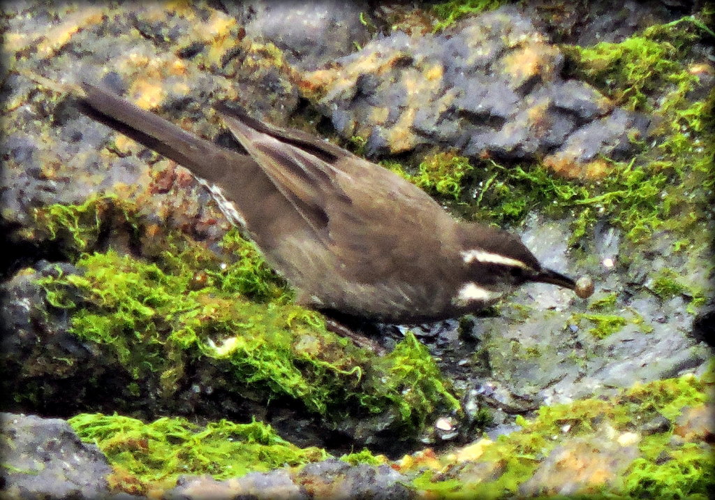 Foto Remolinera Araucana