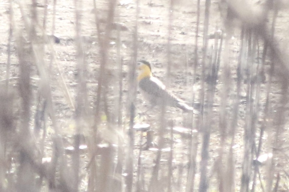 Foto Carpintero Campestre