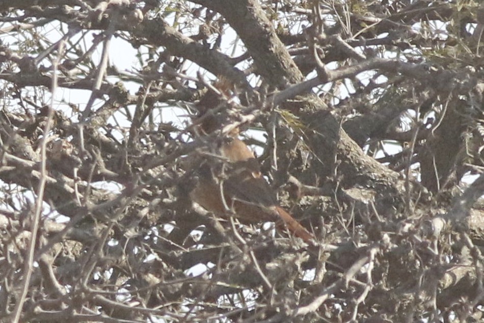 Photo Cacholote Castaño