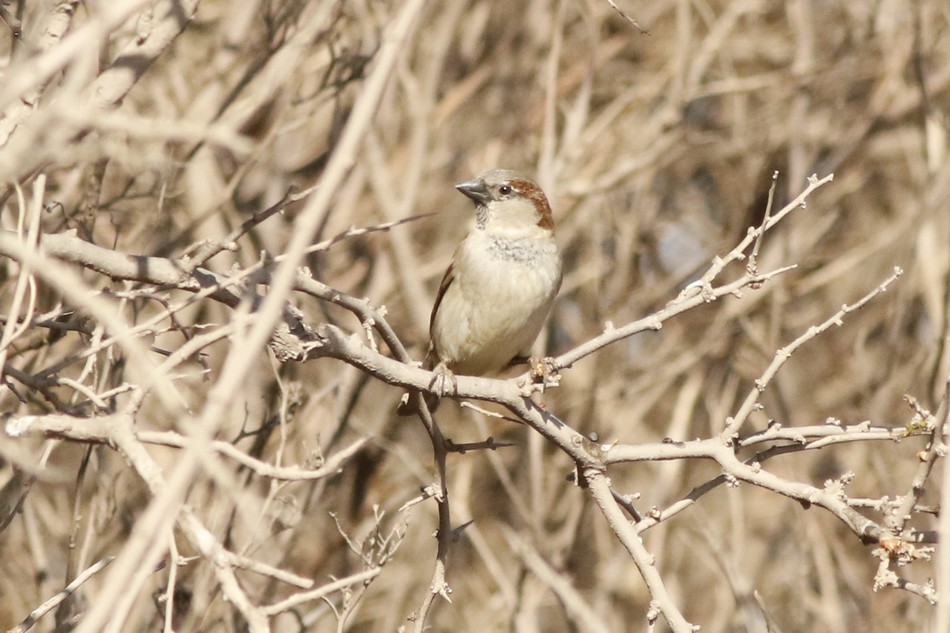 Foto Gorrión Común