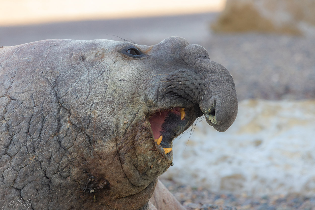 Foto Elefante Marino del Sur