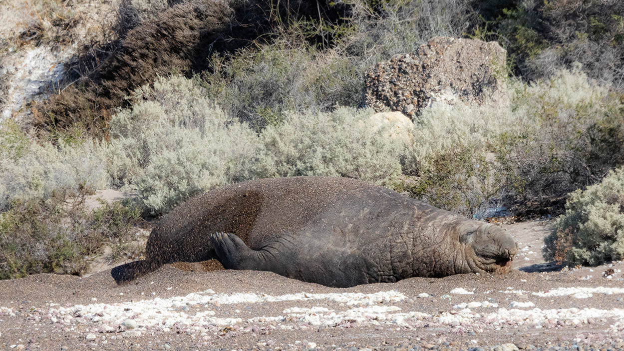 Foto Elefante Marino del Sur
