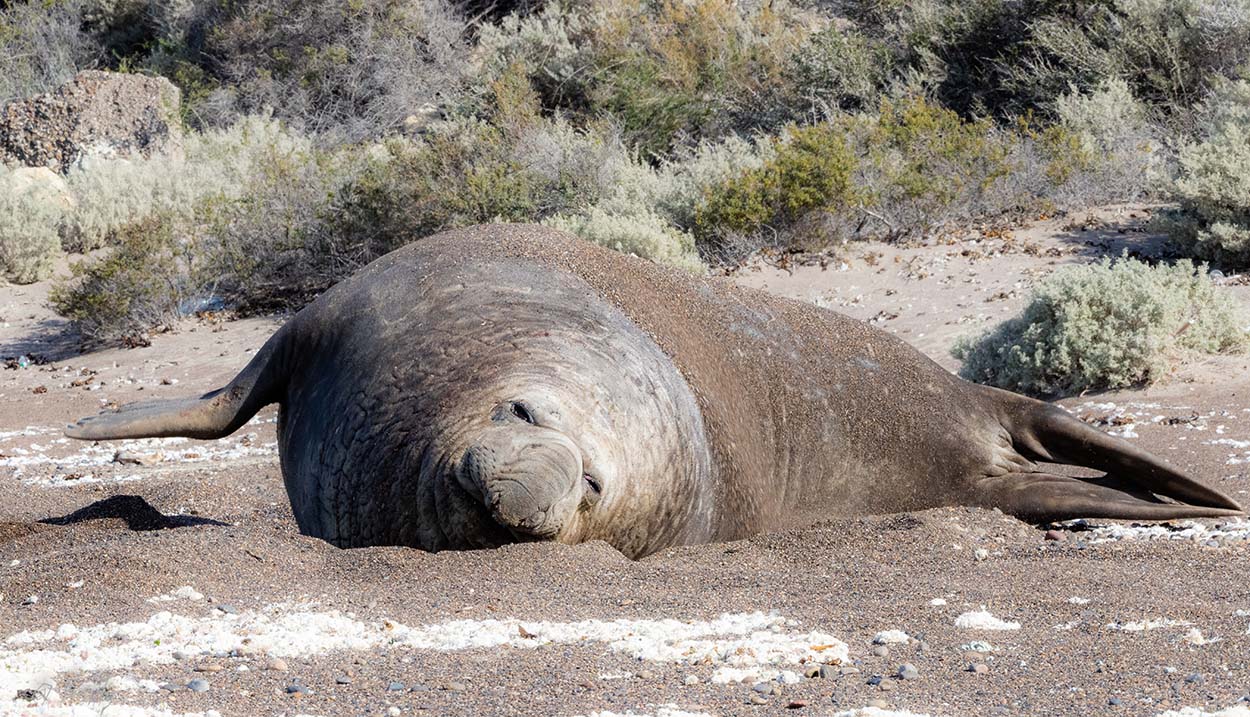 Foto Elefante Marino del Sur