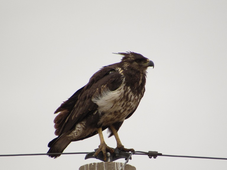 Foto Águila Coronada