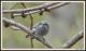 Polioptila dumicola