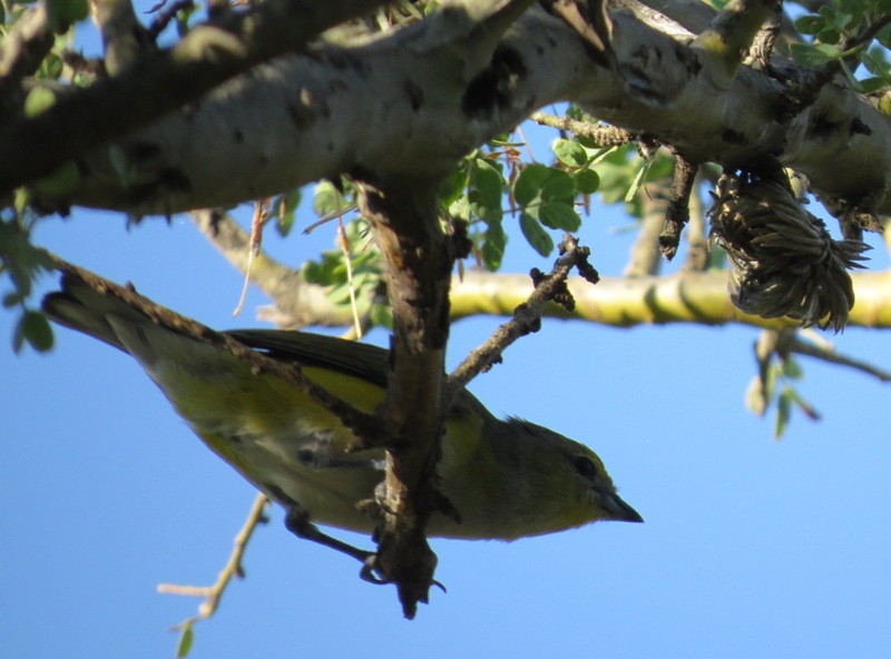 Foto Tangará Común