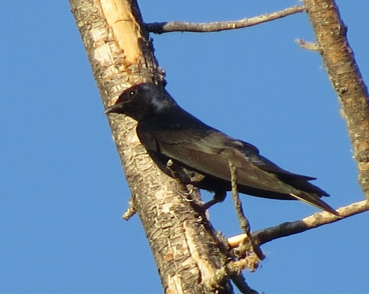 Foto Golondrina Negra