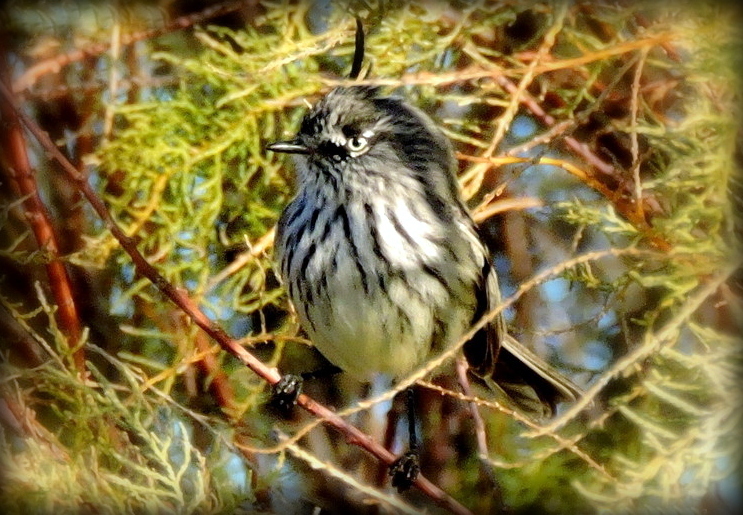 Foto Cachudito Pico Negro
