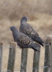 Foto Spot-winged Pigeon
