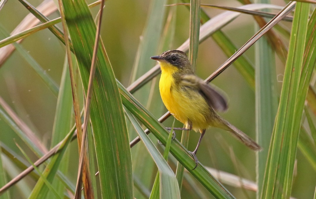 Foto Doradito Copetón