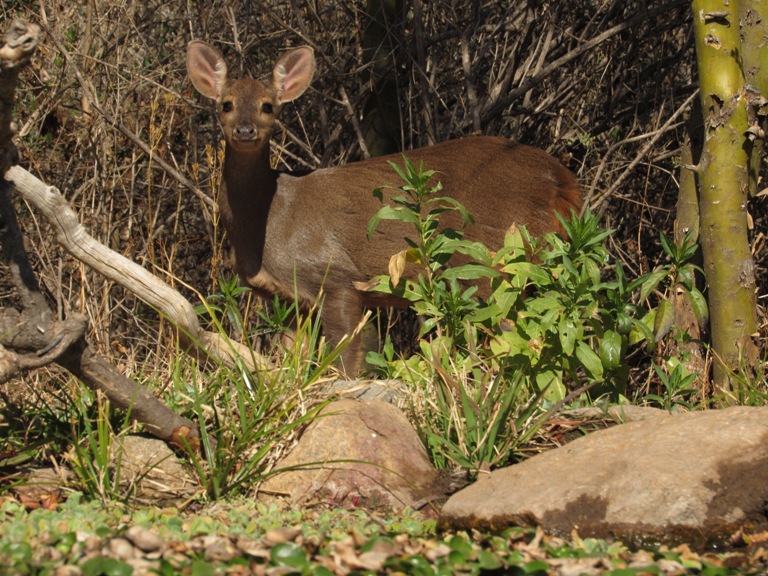 Photo Corzuela Parda