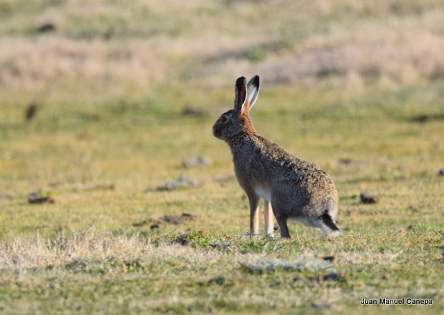 Photo Liebre Europea