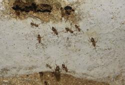 Foto Hormiga Loca Leonada