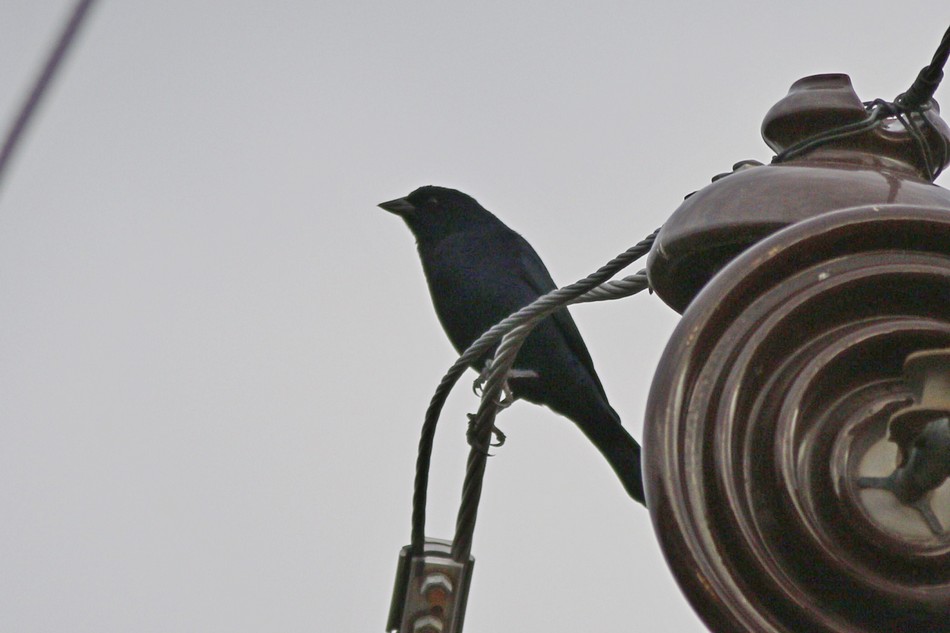 Foto Tordo Renegrido