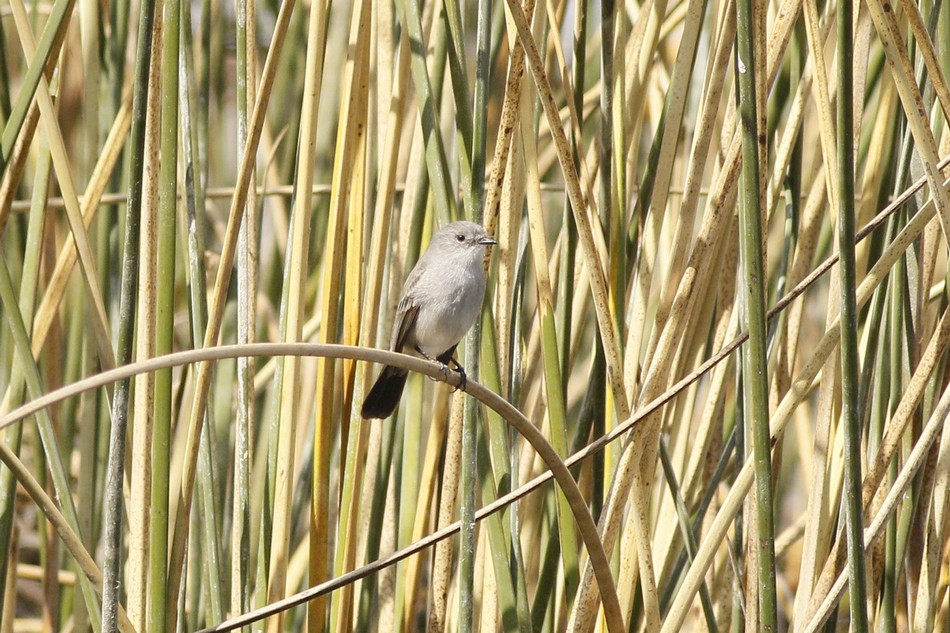 Photo Piojito Gris