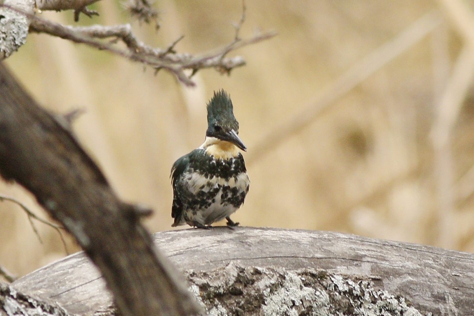 Photo Martín Pescador Chico