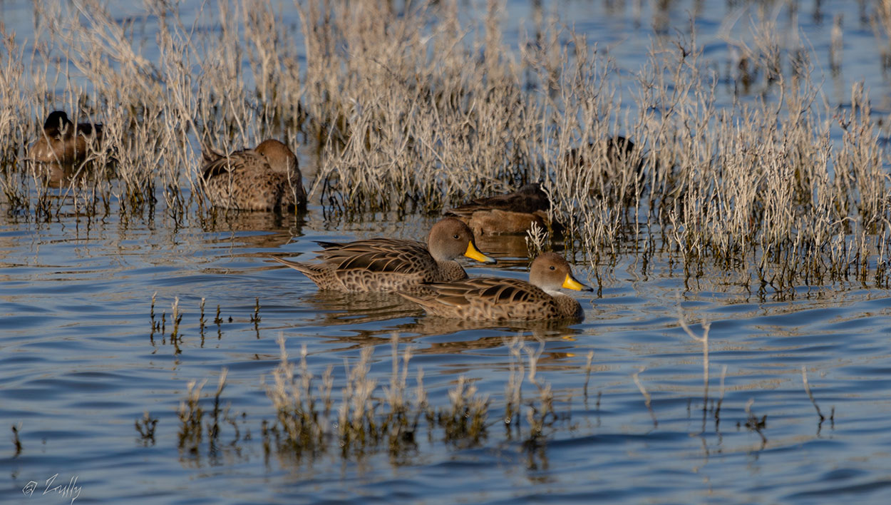 Foto Pato Maicero