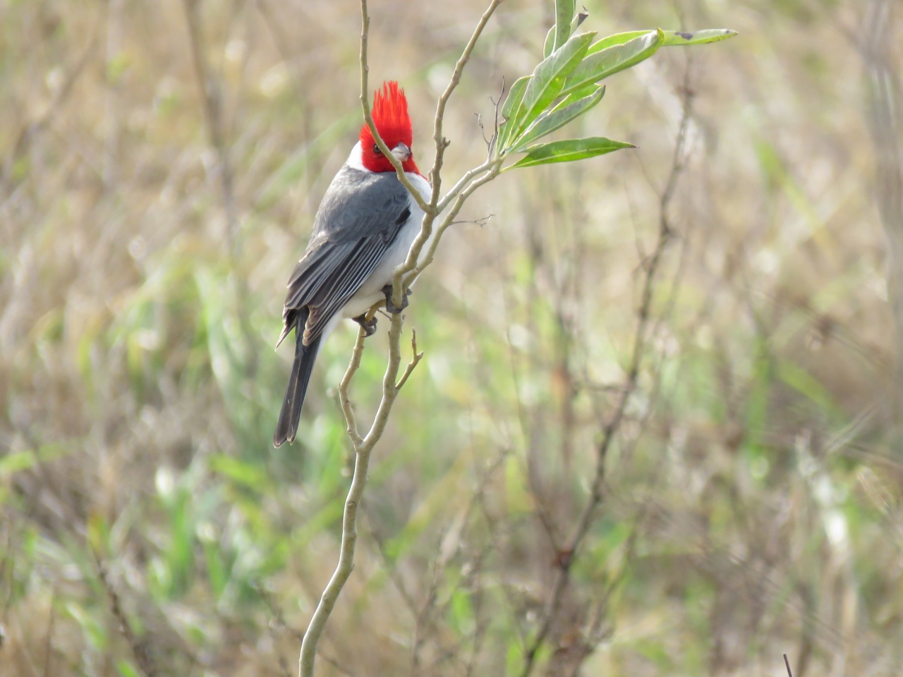 Foto Cardenal Común